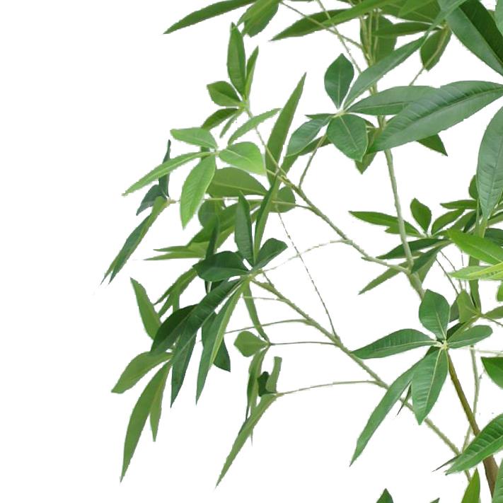 Large 210cm artificial Pachira money tree in black pot – view 3
