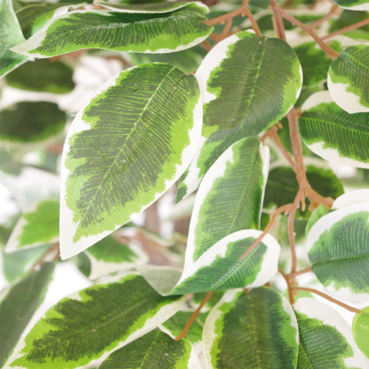130cm variegated artificial ficus tree with white-edged leaves – view 3